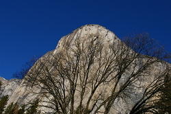 El Capitan behind a winter Oak tree