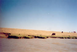 There were cows grazing on the side of the channel