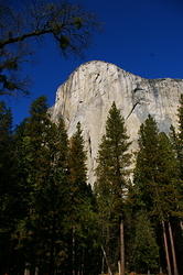 El Capitan framed by the trees