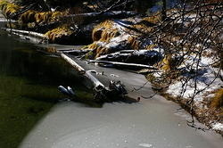 Moss and fallen tree in frozen Merced river